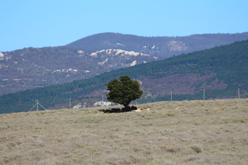 Single tree with large treetop at side of small hill covered with Curry plants or Helichrysum italicum or Italian strawflower or Immortelle densely growing Mediterranean flowering plants with woody stems and leaves with strong fragrance surrounded with metal wire fence and hills in background covered with different Mediterranean plants on warm sunny autumn day