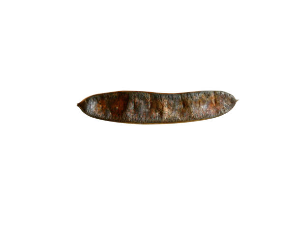 various parts of Albizia odoratissima is used in traditional medicine and top nitrogen-fixing trees