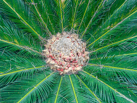 Detail of the central part of a palm tree