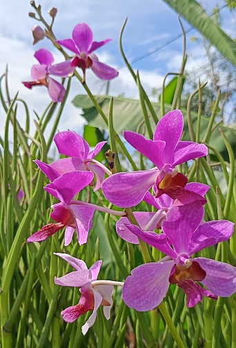 Orchid Vanda douglas is a flower resulting from a cross where the germplasm source used is an orchid species endemic to Indonesia. The crosses carried out are useful for increasing diversity and producing new, better species.