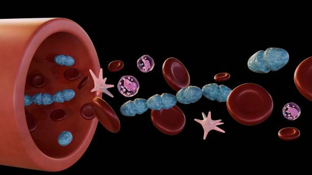 istock 3d rendering of Septicemia, or sepsis by Streptococcus pyogenes 2149510417