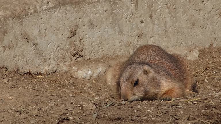 short clip of a black-tailed prairie dog - Cynomys ludovicianus