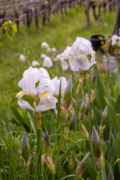 White Iris germanica var. florentina - florentine iris blooming in spring