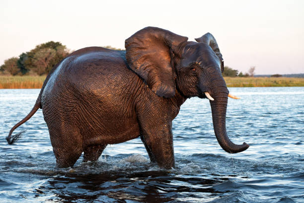 istock Elephants crossing the Chobe river 2149511795
