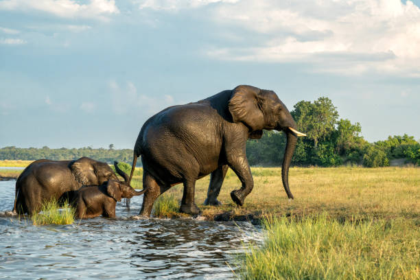 istock Elephants crossing the Chobe river 2149511796