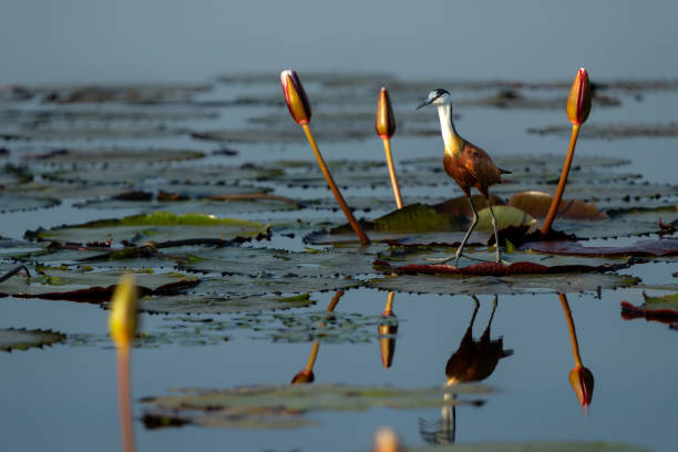 istock African Jacana in the Chobe 2149511799