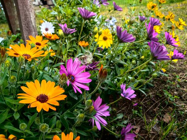 istock colorful flowers 2149511818