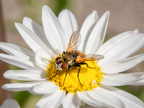 Tiny yellow and black Half-band Fly perched on an agapanthus flower
