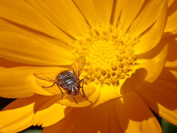 Umbria, Italy:\nMoscow Phaonia on a yellow flower