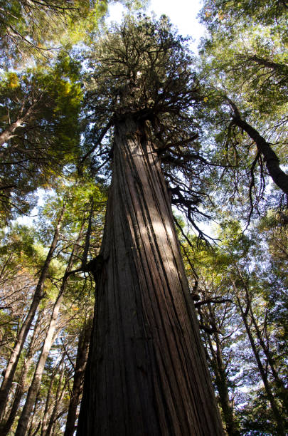 istock maple, tree of many years, forest of tall ancient maple trees 2149513290