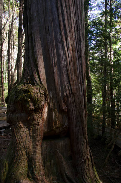 istock maple, tree of many years, forest of tall ancient maple trees 2149513353