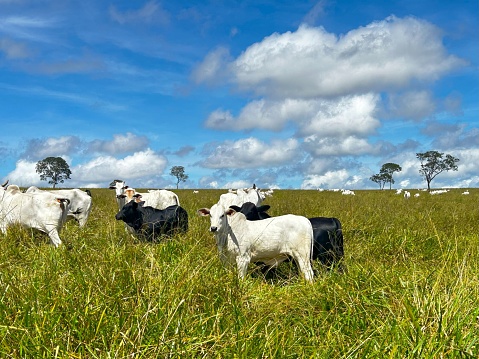 herd beef cattle on pasture in a beautiful landscape background. Intensive Brazil grass project