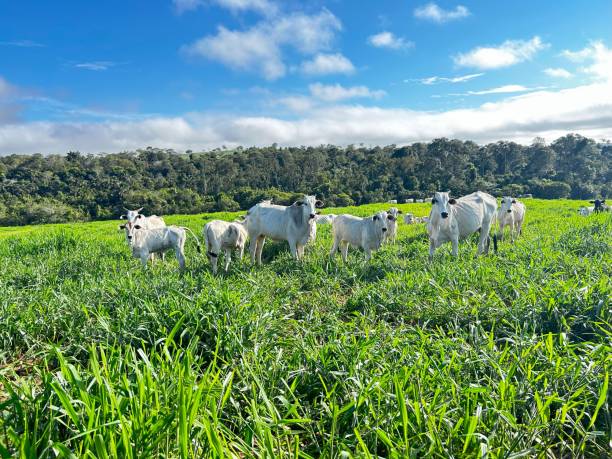istock herd beef cattle on pasture in a beautiful landscape background. Intensive Brazil grass project 2149514881