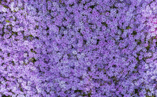 Top view of pink, lilac moss phlox Phlox subulata in spring flower garden. Floral background.
