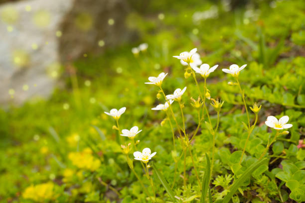 A beautiful, sun-drenched spring-summer meadow. Natural colorful panoramic landscape with many wild flowers.