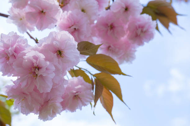 Japanese sakura blossom, spring season image