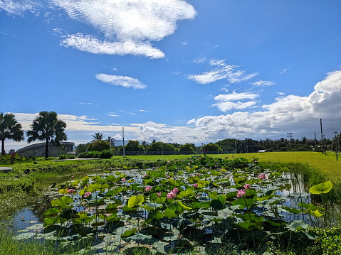 Hualien, Taiwan - 11.27.2022: A pond filled with flourishing lotus in a park with no people near Dongdamen Night Market surrounded by a lawn under a blue sky on a sunny day during the pandemic