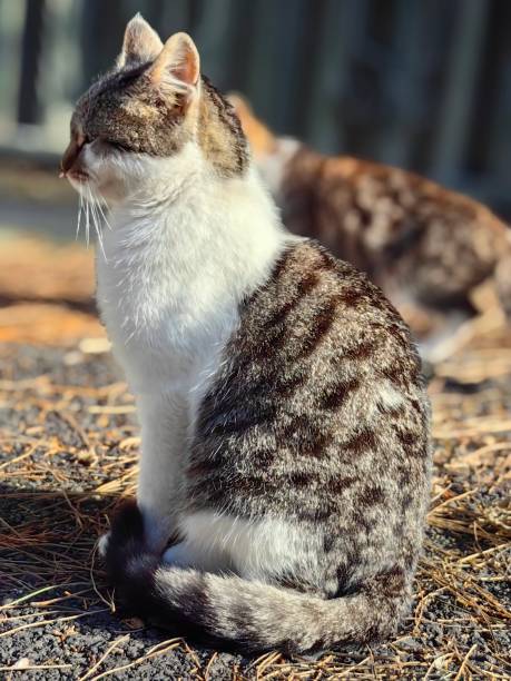istock My cats pose for photos. 2149516744