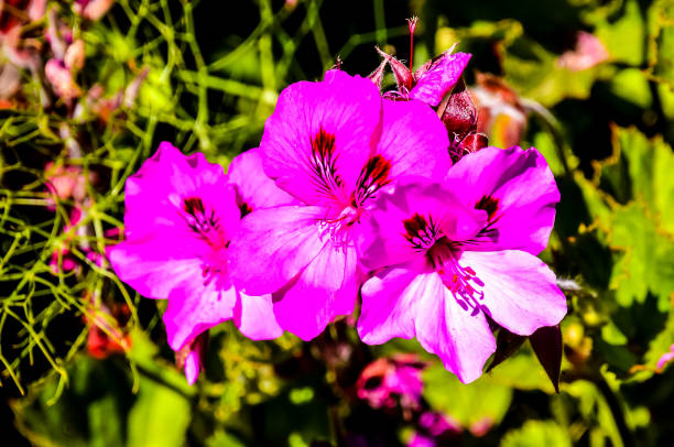 A captivating macro shot reveals the intricate beauty of a purple flower. Delicate petals, adorned with darker veins, radiate from the blossom's core, showcasing pale purple and pink reproductive structures. The soft, out-of-focus green background creates a serene and ethereal atmosphere, inviting viewers to appreciate nature's hidden details and delicate beauty.
