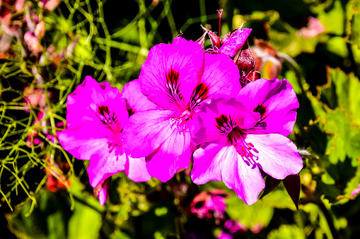 Three pink flowers with white centers are in a green field. The flowers are in full bloom and are surrounded by green leaves. Concept of beauty and tranquility, as the flowers are a vibrant