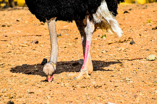 A black and white ostrich with a pink leg. The leg is bent and the bird is eating