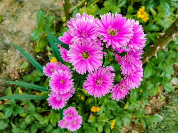 A detailed macro photograph of vibrant pink Chrysanthemum flowers, showcasing their fine petals adorned with glistening water droplets. This composition celebrates nature's elegance and presents a tranquil scene of beauty in close detail.