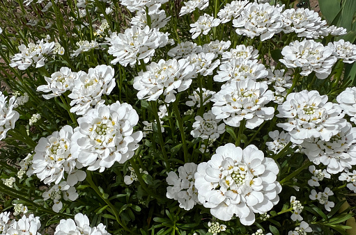 Bitter candytuft, Iberis amara is an important medicinal plant with white flowers.