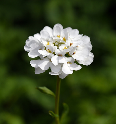 Bitter candytuft, Iberis amara is an important medicinal plant with white flowers.