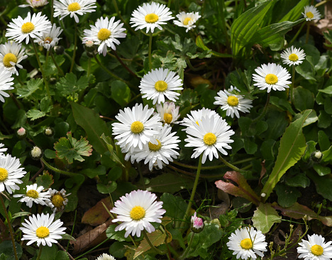 Bellis Perennis is an edible flower with white flowers. It is an important medicinal plant and is used in medicine. It is also often wild on fields and meadows.