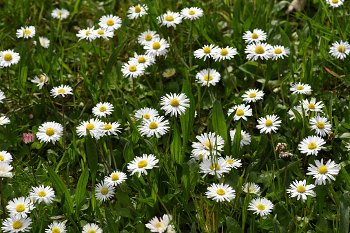 Bellis Perennis is an edible flower with white flowers. It is an important medicinal plant and is used in medicine. It is also often wild on fields and meadows.