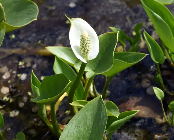 Calla Maple Calla Pictures | Download Free Images on Unsplash