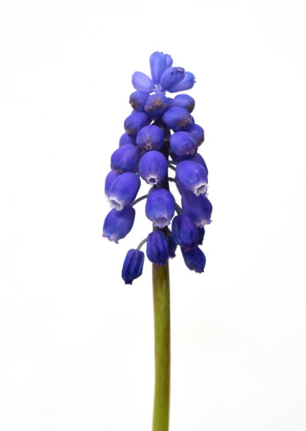 istock Traubenhyazinthe, Muscari latifolium 2149518766