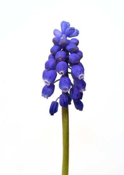 Traubenhyazinthe, Muscari latifolium Grape Hyacinth, Muscari latifolium is an early bloomer with beautiful blue flowers. muscari latifolium stock pictures, royalty-free photos & images