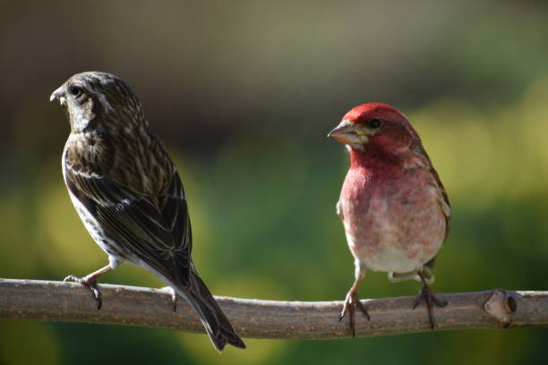 istock Birds in the garden 2149518848