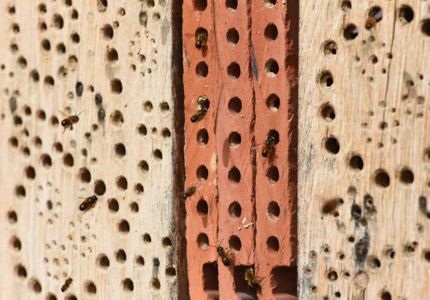 istock Insect hotel, Insect shelter 2149518857