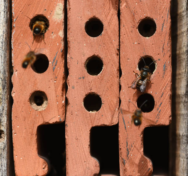 Insect hotels serve insects, especially wild bees, as a shelter and breeding ground.