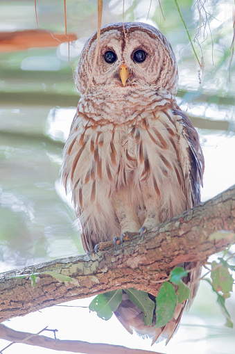 Barred Owl (Strix varia) perched on branch, Kissimmee, Florida, USA