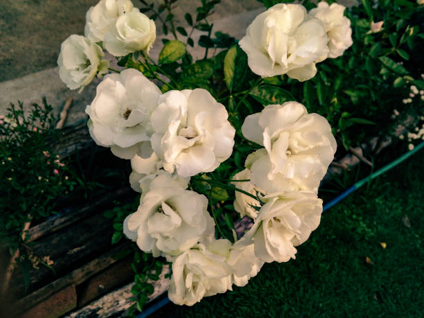 White Chrysanthemum, also known as white chandramallika flower.