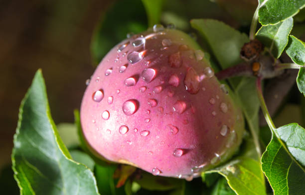 Ripe apples on a tree in raindrops. Close-up.
