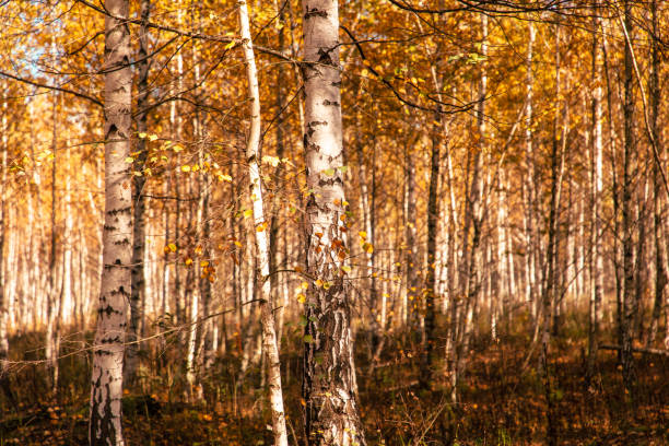 Young birch forest in autumn. Nature.