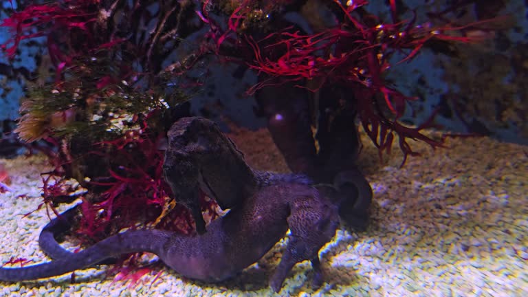 Close up view of seahorses resting