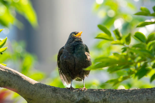 Blackbird in a tree at Snettisham nature reserve, Norfolk, England, UK