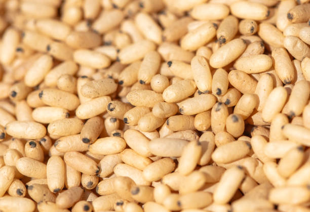 istock Close up of red ant eggs. Macro 2149520353