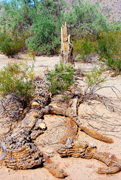 istock Old Dead Saguaro Cactus Sonora desert Arizona 2149520882