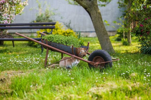 Domestic cat enjoy spring sun in the backyard