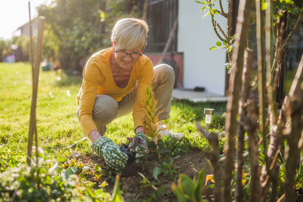 istock Senior woman gardening 2149521169