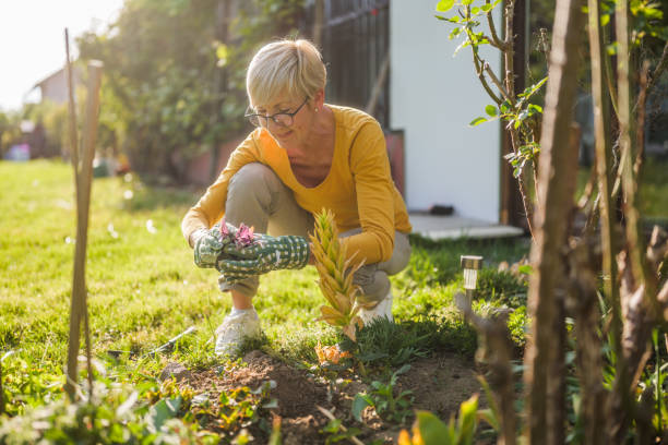 istock Senior woman gardening 2149521187