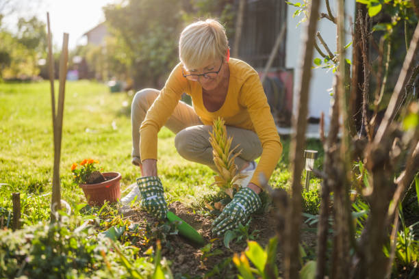 istock Senior woman gardening 2149521195