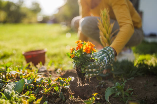 istock Senior woman gardening 2149521263