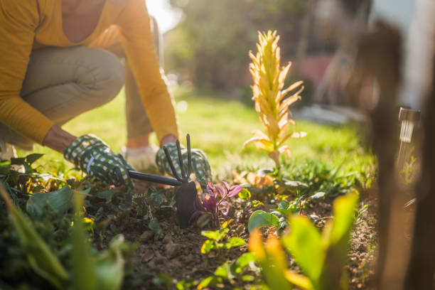 istock Senior woman gardening 2149521269